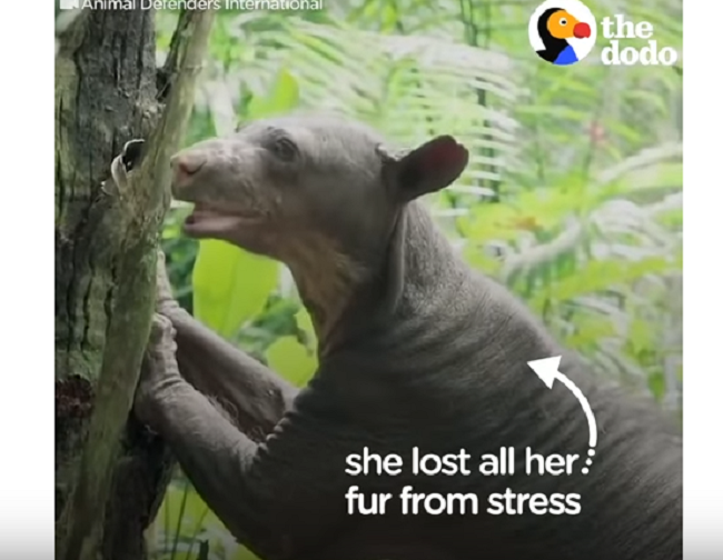 Životinje iz cirkusa prvi put na slobodi Životinje iz cirkusa prvi put na slobodi