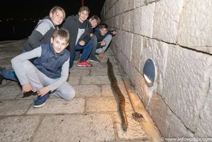 Dječaci iz mora izvukli zmiju dugu 2,5 metara Dječaci iz mora izvukli zmiju dugu 2,5 metara