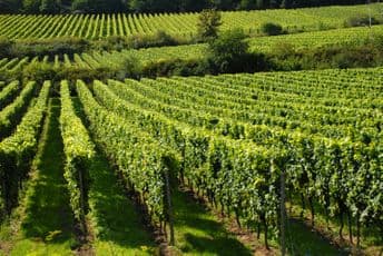 Vlada CG: Sektor poljoprivrede i ribarstva dobija pomoć Vlada CG: Sektor poljoprivrede i ribarstva dobija pomoć