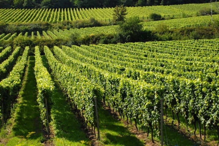 Bespovratna podrška od 50 do 60 odsto za unapređenje proizvodnje Bespovratna podrška od 50 do 60 odsto za unapređenje proizvodnje