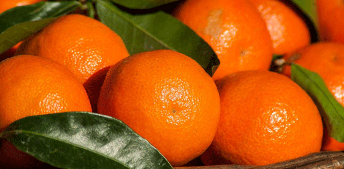 U Crnu Goru nije stizala sporna pošiljka mandarina Ilustracija