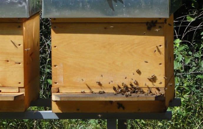 Po pet košnica za mlade koji žele da se bave pčelarstvom Po pet košnica za mlade koji žele da se bave pčelarstvom