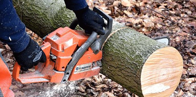 Komunalna policija sankcionisala nelegalnu sječu stabala na Ćemovskom polju Ilustracija: Pixabay