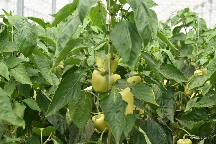 Povrtarima bespovratna podrška za širenje i unapređenje proizvodnje Povrtarima bespovratna podrška za širenje i unapređenje proizvodnje