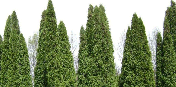 Vidaković: Čemprese u Danilovgradu moguće spasiti Vidaković: Čemprese u Danilovgradu moguće spasiti