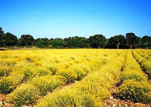 Bespovratna podrška za uzgoj ljekovitog i aromatičnog bilja za ovu godinu Bespovratna podrška za uzgoj ljekovitog i aromatičnog bilja za ovu godinu