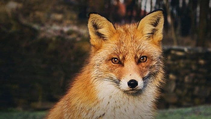 Društvo za zaštitu životinja Galop: Zabranimo farme krzna Društvo za zaštitu životinja Galop: Zabranimo farme krzna