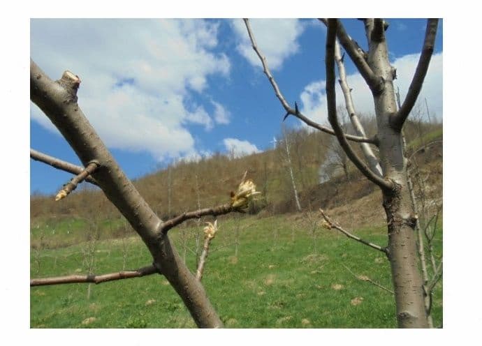 Zimska zaštita voća Zimska zaštita voća