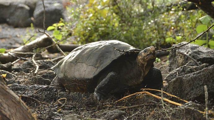 Na Galapagos pušteno 155 džinovskih kornjača Na Galapagos pušteno 155 džinovskih kornjača