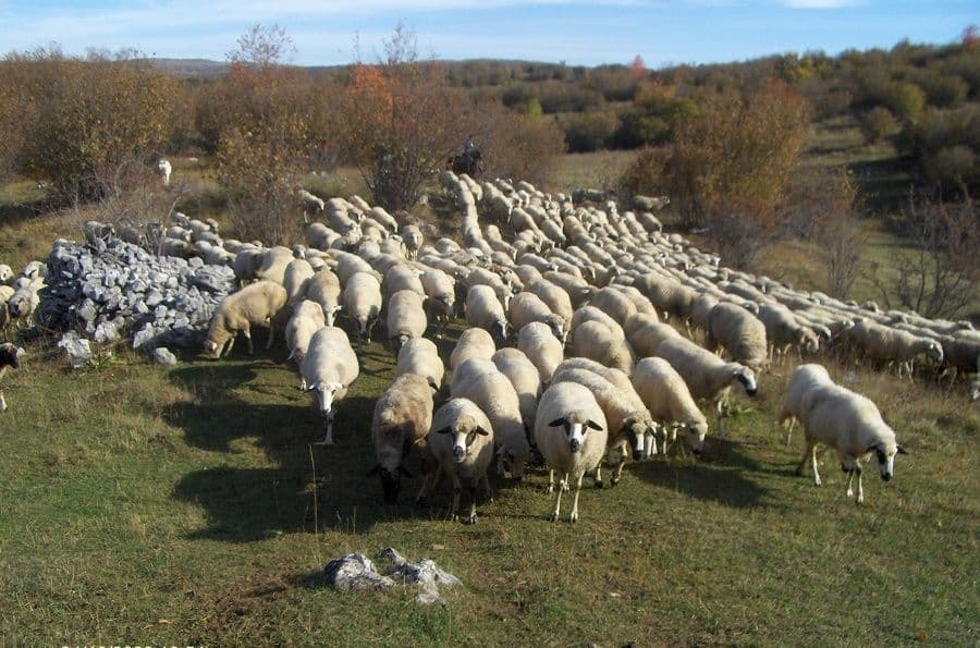 Crnogorskim stočarima na raspolaganju brojne mjere podrške Crnogorskim stočarima na raspolaganju brojne mjere podrške
