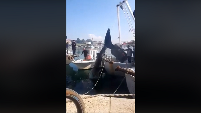 Ribar iz Istre ulovio morskog psa od osam metara Ribar iz Istre ulovio morskog psa od osam metara