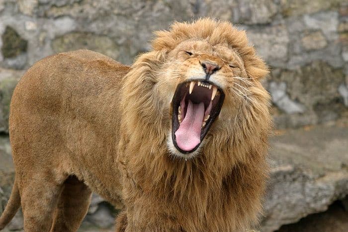 Lav ubio vlasnika koji ga je nelegalno držao u dvorištu Lav ubio vlasnika koji ga je nelegalno držao u dvorištu