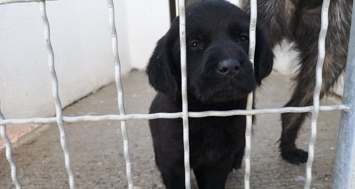 Zamjenica gradonačelnika posjetila Sklonište za napuštene i izgubljene kućne ljubimce Zamjenica gradonačelnika posjetila Sklonište za napuštene i izgubljene kućne ljubimce