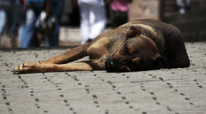 Kolašin: Psi ranjeni vatrenim oružjem Kolašin: Psi ranjeni vatrenim oružjem