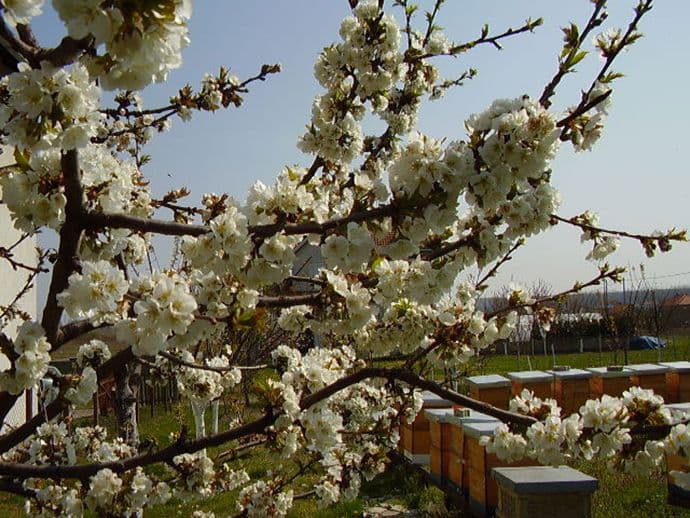 Značaj pčela u oprašivanju biljaka Značaj pčela u oprašivanju biljaka