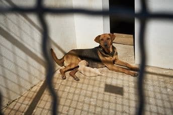 Najava: Sjutra počinje akcija čipovanja pasa Najava: Sjutra počinje akcija čipovanja pasa