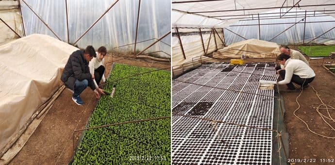 Proizvodnja rasada za ranu proljećnu proizvodnju Proizvodnja rasada za ranu proljećnu proizvodnju