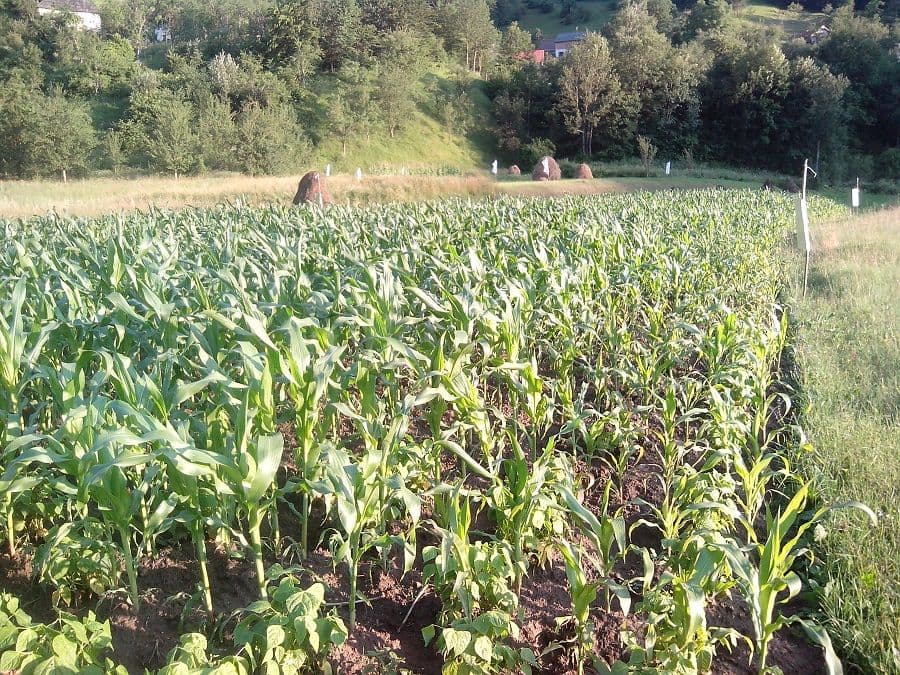 them-organicmarket-me-kukuruz-u-prelaznom-perijodu-2018 them-organicmarket-me-kukuruz-u-prelaznom-perijodu-2018