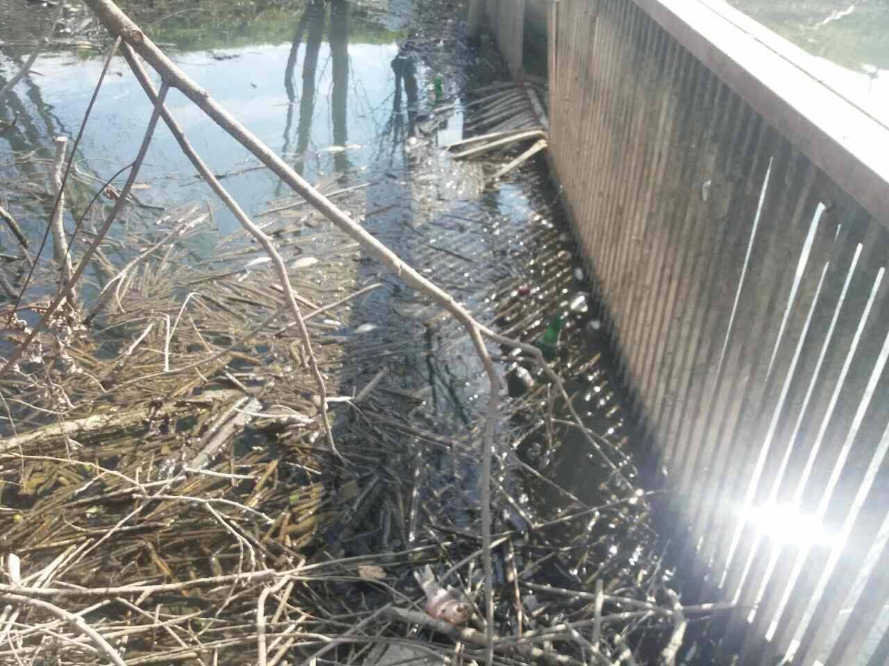 Veliki pomor sitne ribe u Skadarskom jezeru (FOTO) Veliki pomor sitne ribe u Skadarskom jezeru (FOTO)