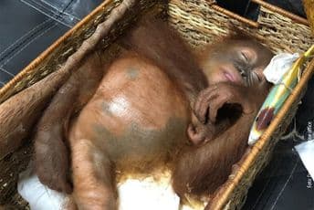 Rus u koferu nosio drogiranog orangutana