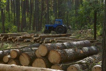 Nove krivične prijave za bespravne aktivnosti u šumarstvu Ilustracija
