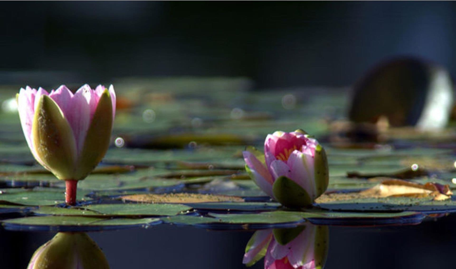 Nedjeljni bioritam (05. avgust - 11. avgust) Nedjeljni bioritam (05. avgust - 11. avgust)