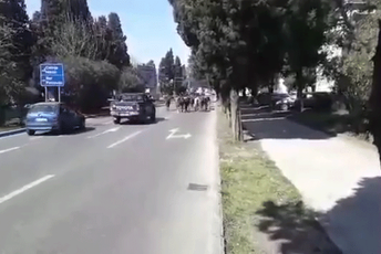 Konji u centru grada (VIDEO)