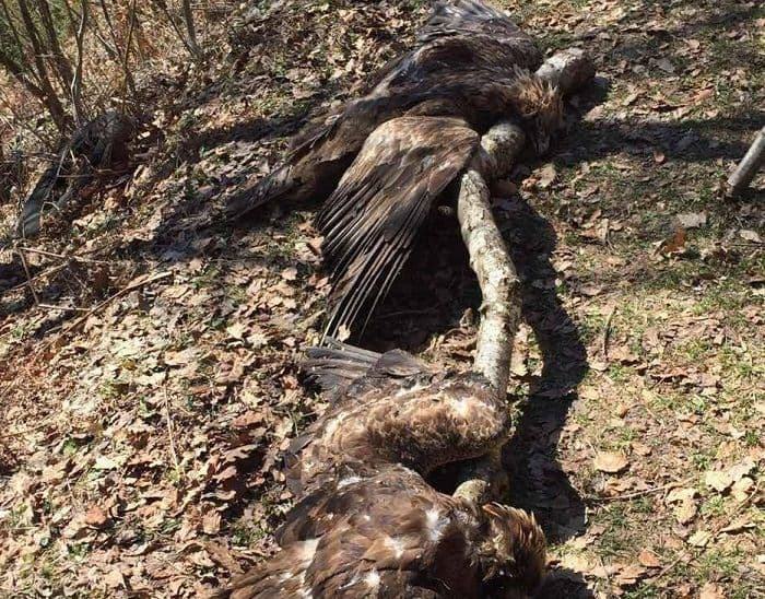 FOTO: Veliki gubitak za prirodu, otrovani suri orlovi FOTO: Veliki gubitak za prirodu, otrovani suri orlovi
