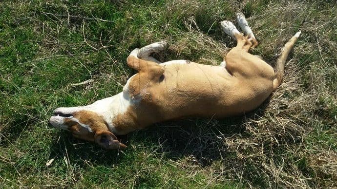 Građani prijavili da su na Marezi otrovane životinje Građani prijavili da su na Marezi otrovane životinje