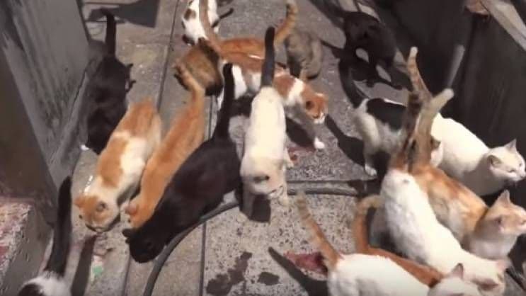 Na ovom ostrvu mačaka ima više nego stanovnika Na ovom ostrvu mačaka ima više nego stanovnika