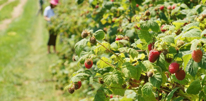 Među 2.122 radnika na crno inspektori zatekli i 44 djece Ilustracija