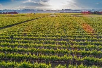 Kiša i grad smanjili rod za petinu Kiša i grad smanjili rod za petinu