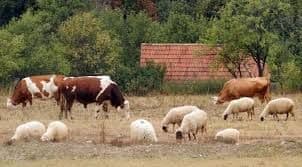 Počela vakcinacija goveda i ovaca protiv bolesti plavog jezika Počela vakcinacija goveda i ovaca protiv bolesti plavog jezika