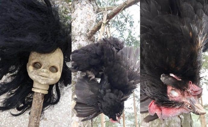 Pljevlja: Na Kipi pronađena kokoška sa izvađenim očima i osakaćena lutka Pljevlja: Na Kipi pronađena kokoška sa izvađenim očima i osakaćena lutka