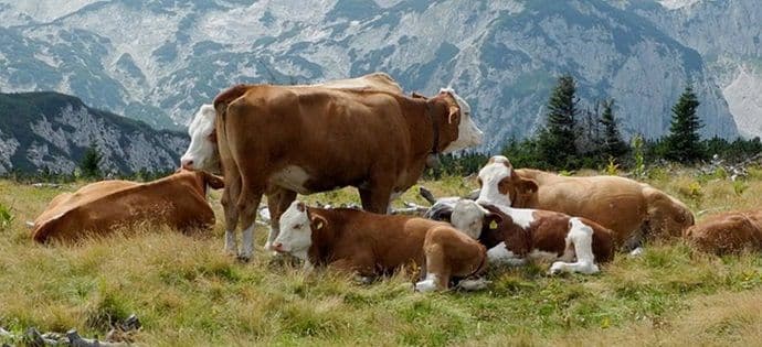 Odabir rase za proizvodnju u govedarstvu Odabir rase za proizvodnju u govedarstvu