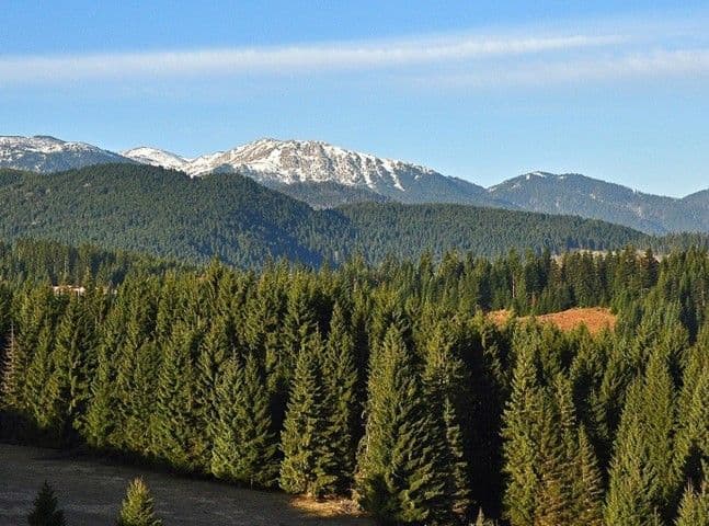 Anonimne prijave dokaz da se žmuri na bespravnu sječu Anonimne prijave dokaz da se žmuri na bespravnu sječu