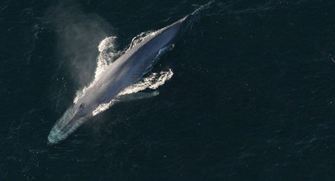 Jedinstven snimak najvećeg bića na planeti Jedinstven snimak najvećeg bića na planeti