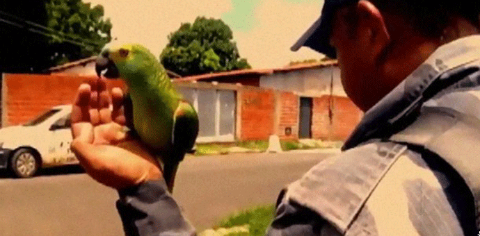 Policija uhapsila papagaja kao saučesnika narko-dilera Policija uhapsila papagaja kao saučesnika narko-dilera