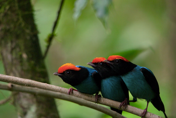 Kako da pomognete ptićima ispalim iz gnijezda Kako da pomognete ptićima ispalim iz gnijezda