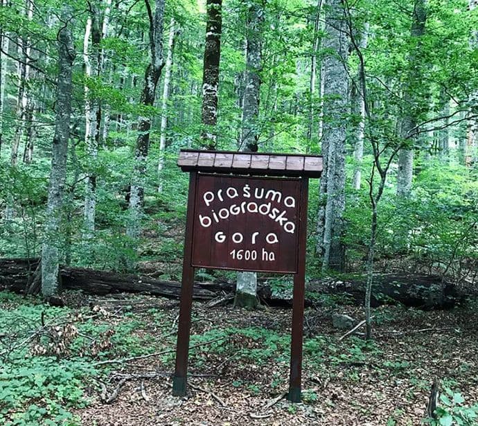 Nadzornici NP Biogradska gora spasili dvoje izraelskih turista Nadzornici NP Biogradska gora spasili dvoje izraelskih turista