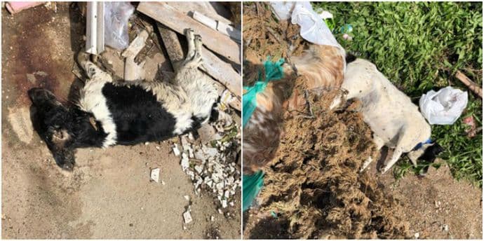 Čanj: Ubijeni psi ostavljeni pored kontejnera Čanj: Ubijeni psi ostavljeni pored kontejnera