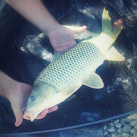 carp4