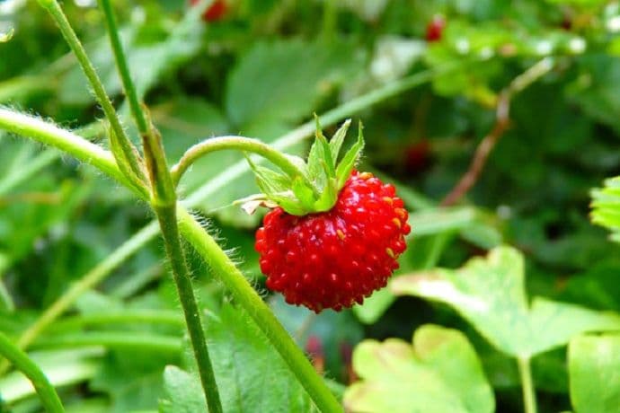 Divlje jagode umiruju nervni sistem Divlje jagode umiruju nervni sistem