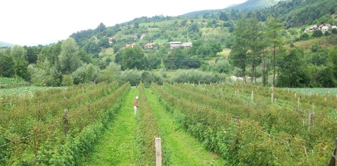 Zaštita maline Foto: Ministarstvo poljoprivrede