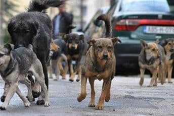 Psi lutalice napali Podgoričanku u centru Bara, završila u bolnici Psi lutalice napali Podgoričanku u centru Bara, završila u bolnici
