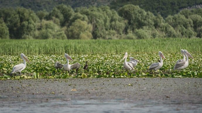 Trenutno na Skadarskom jezeru borave 243 pelikana Trenutno na Skadarskom jezeru borave 243 pelikana