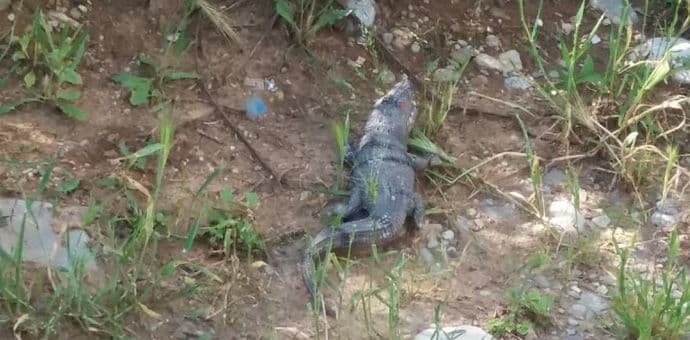 Životinja nalik krokodilu viđena u blizini Gorice Foto: Mina