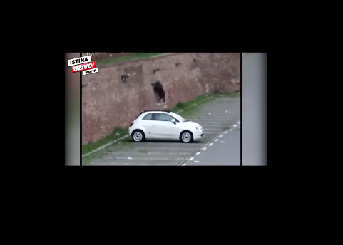 Beograd: Divlji vepar skočio sa garaže na Obilićevom vencu i poginuo screenshot