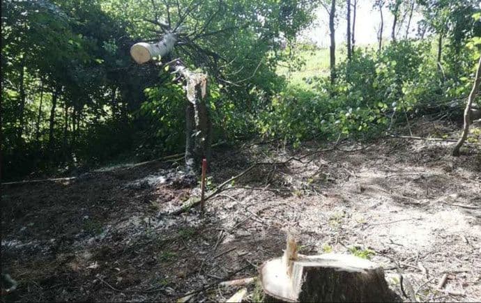 Sarajevo: Nepoznata osoba posjekla i odnijela stablo u kojem je bila mina Sarajevo: Nepoznata osoba posjekla i odnijela stablo u kojem je bila mina