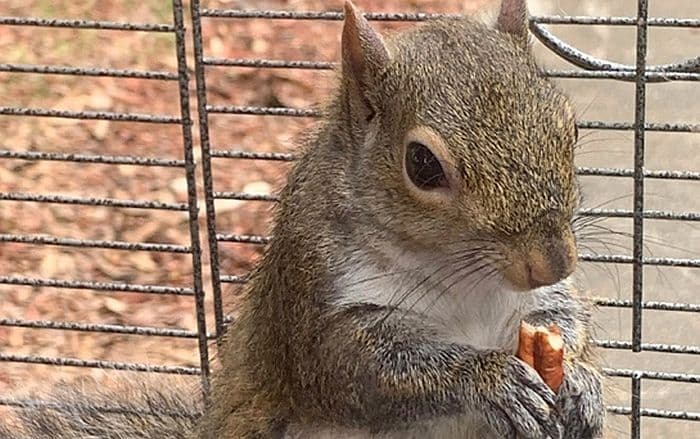 VIDEO: Drogirao vjevericu da bude agresivnija VIDEO: Drogirao vjevericu da bude agresivnija